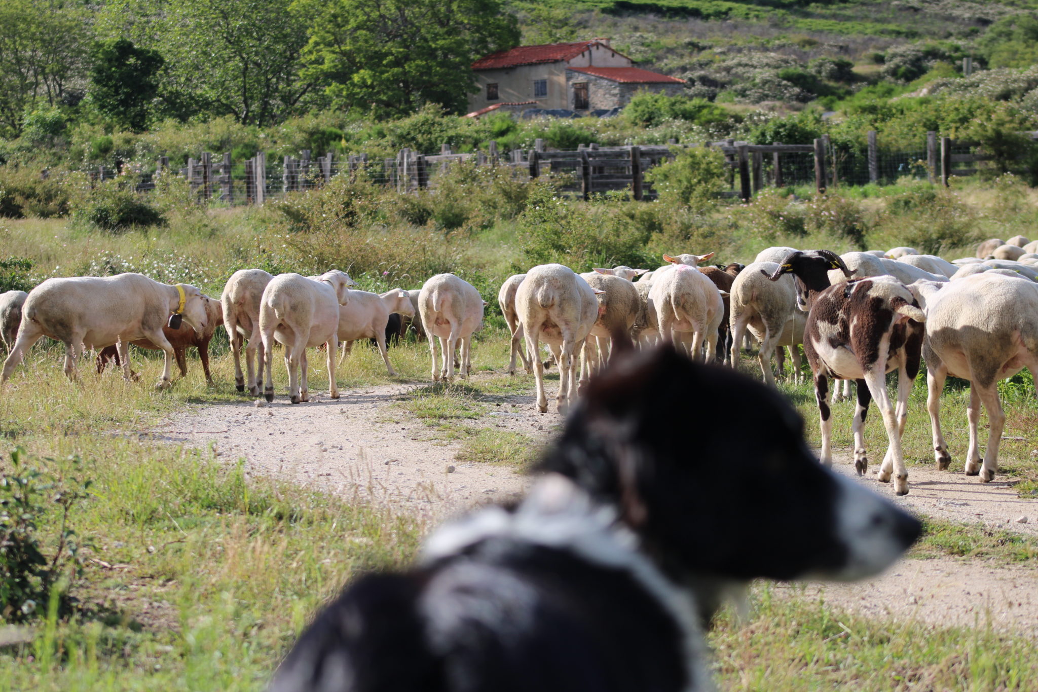 La passion d'une bergère en pays catalan | Fondation Raoul ...