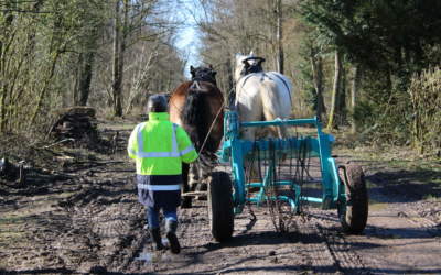 France : Connaissez-vous le débardage à cheval ?