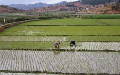 Les mauvaises récoltes à Madagascar annoncent une période difficile