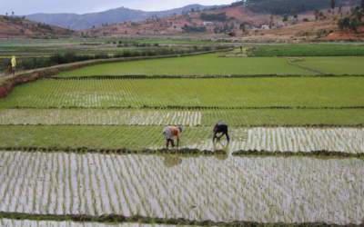 Les mauvaises récoltes à Madagascar annoncent une période difficile